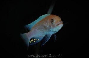 Metriaclima estherae 'Minos Reef'